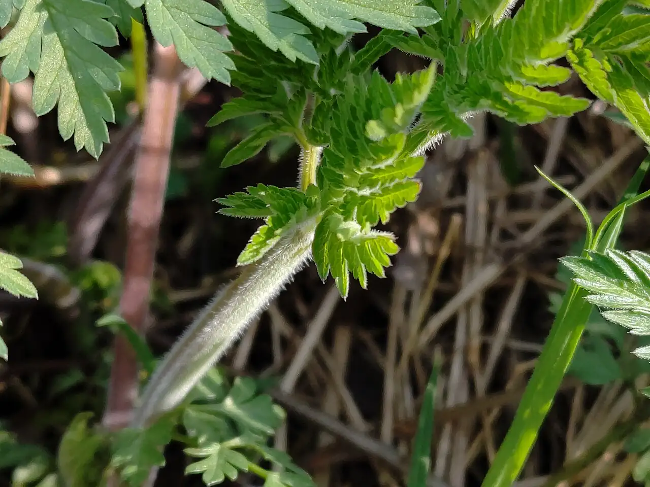 峨参 (Anthriscus sylvestris) — 更多视角