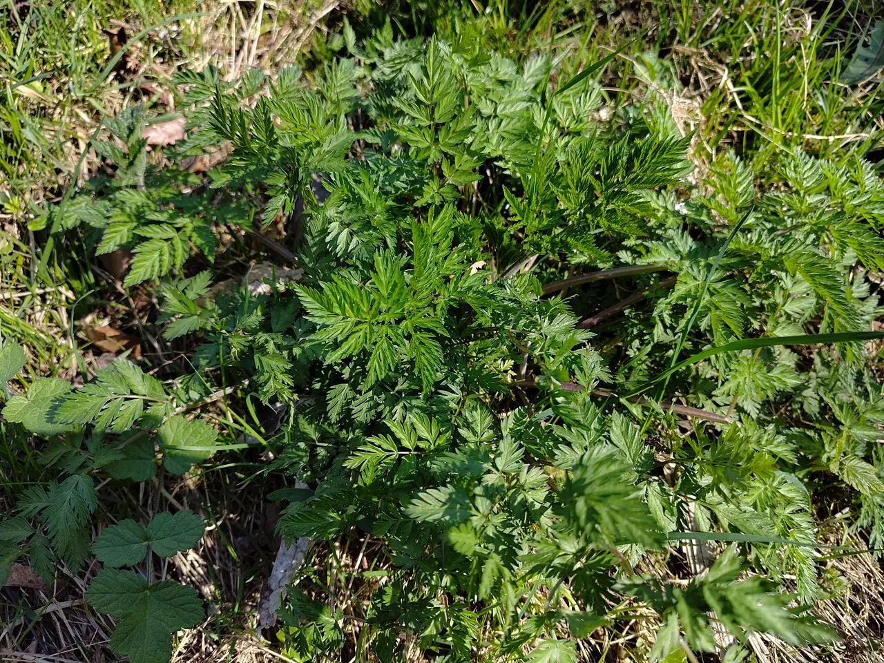 峨参 (Anthriscus sylvestris) — 更多视角