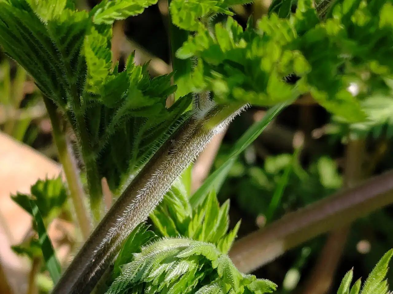 峨参 (Anthriscus sylvestris) — 更多视角