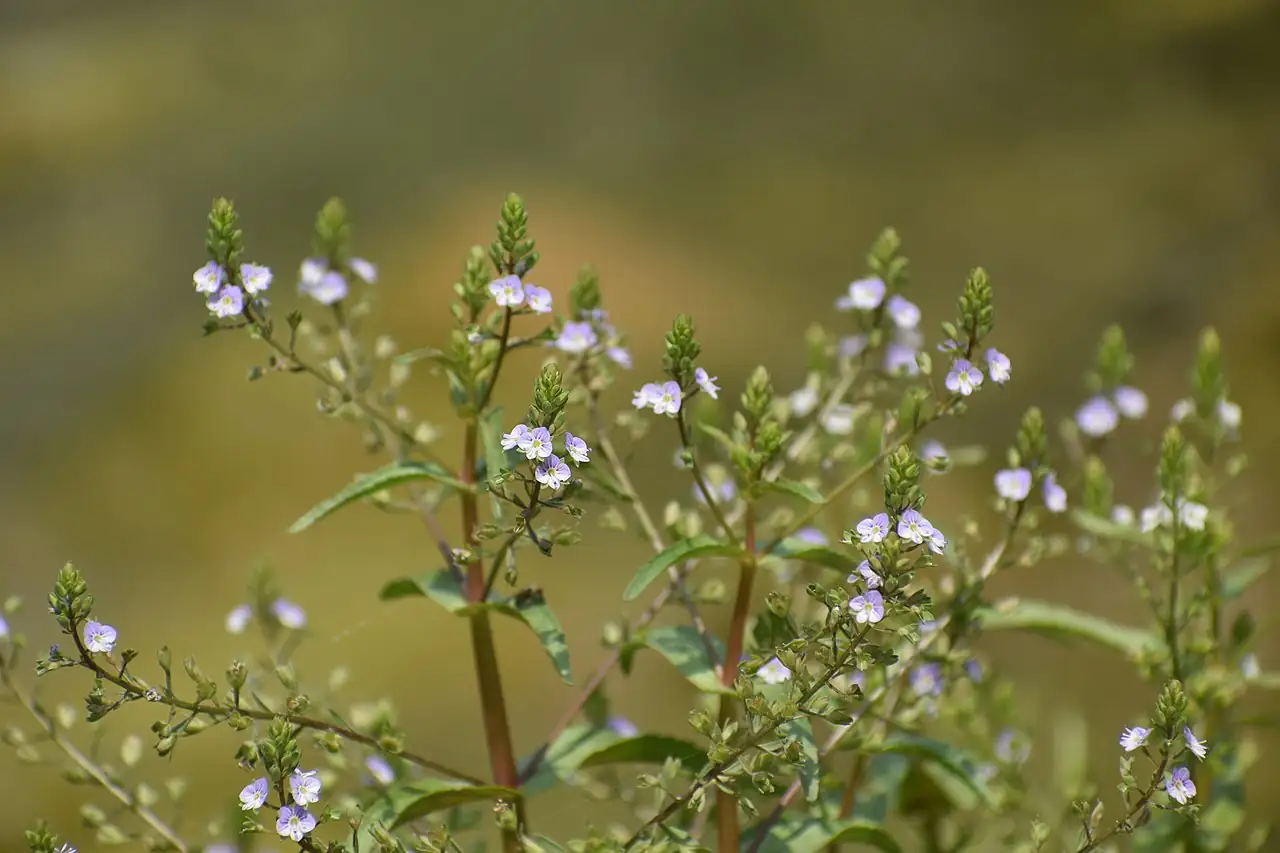 北水苦荬 (Veronica anagallis-aquatica) — 主图