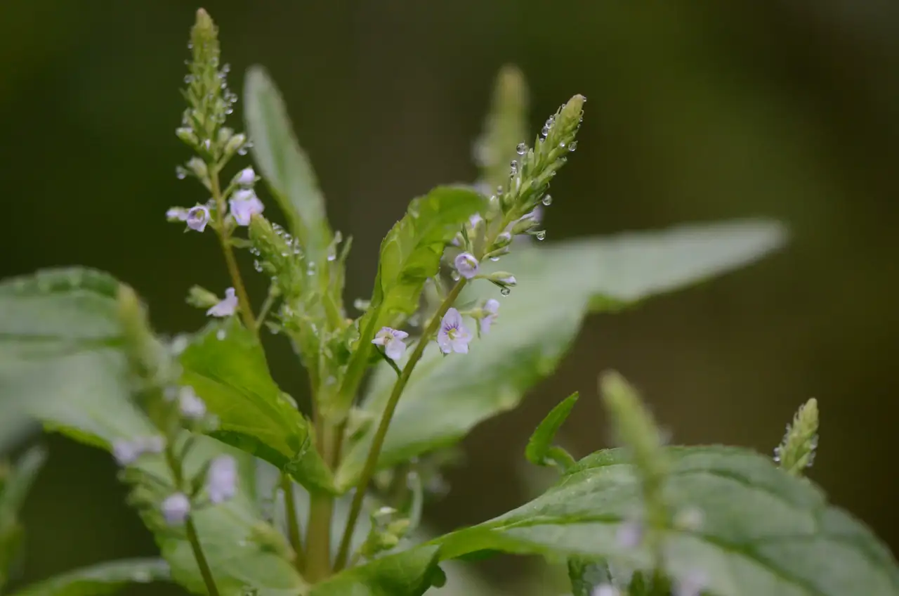 北水苦荬 (Veronica anagallis-aquatica) — 细节