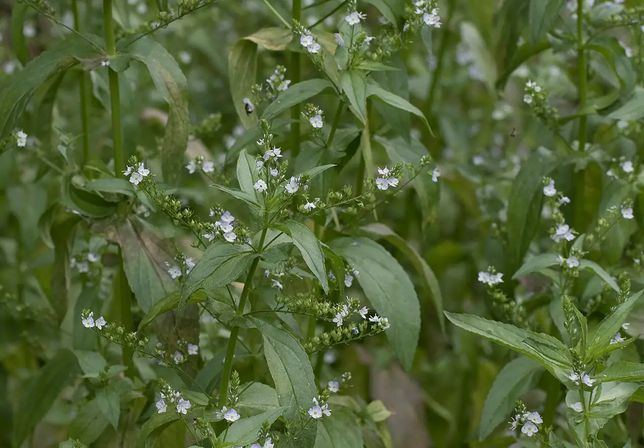 北水苦荬 (Veronica anagallis-aquatica) — 特写