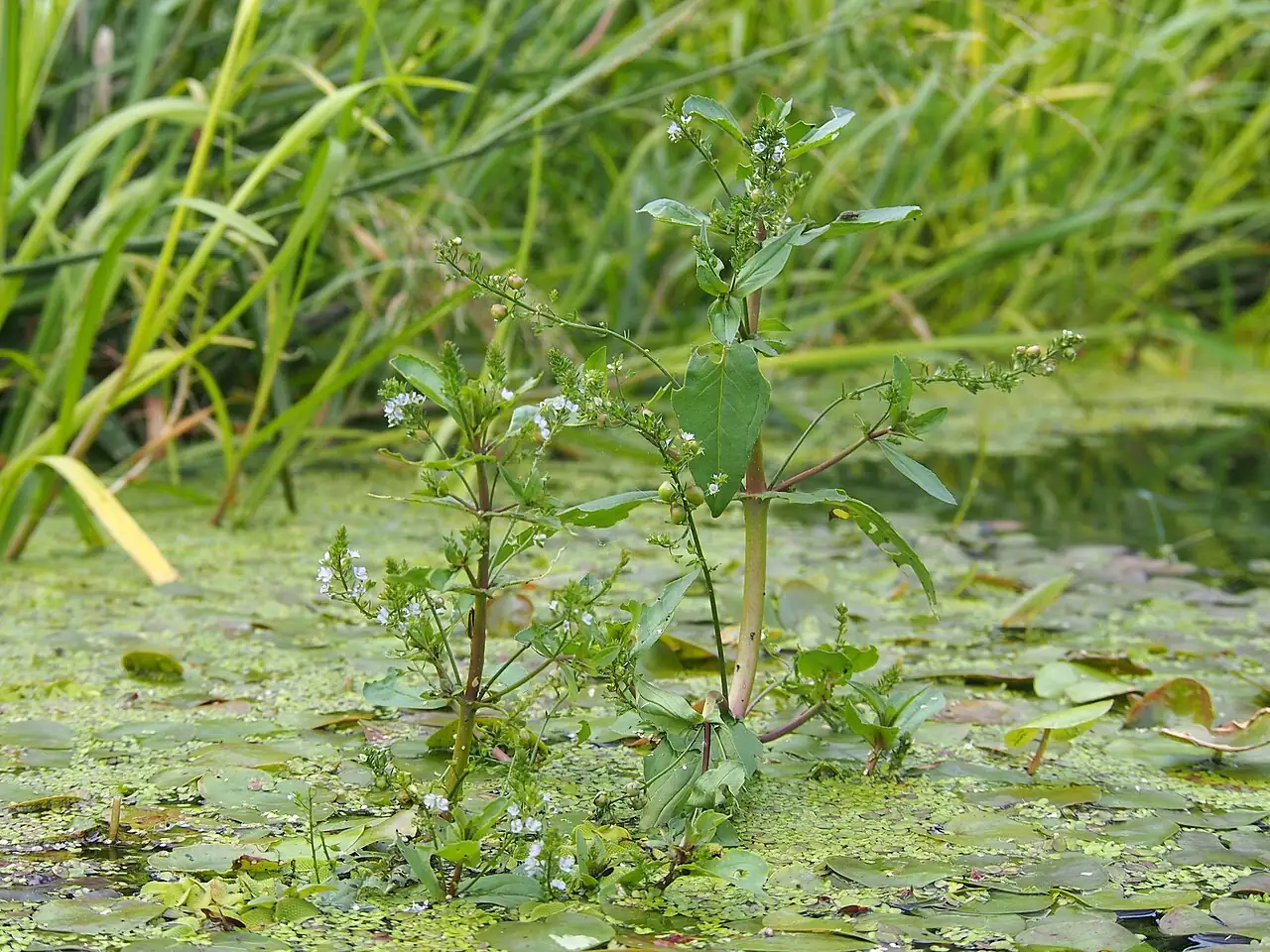 北水苦荬 (Veronica anagallis-aquatica) — 环境展示