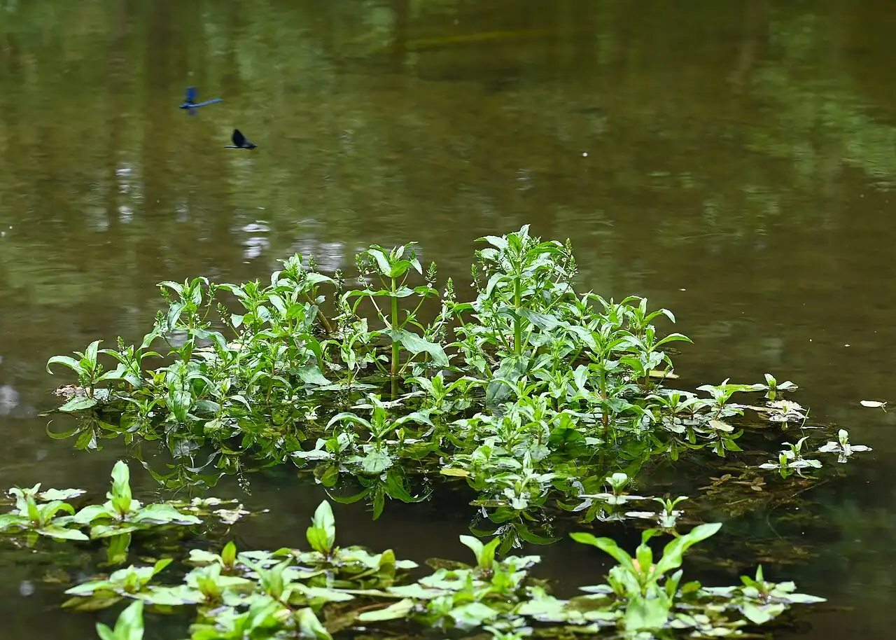 北水苦荬 (Veronica anagallis-aquatica) — 更多视角