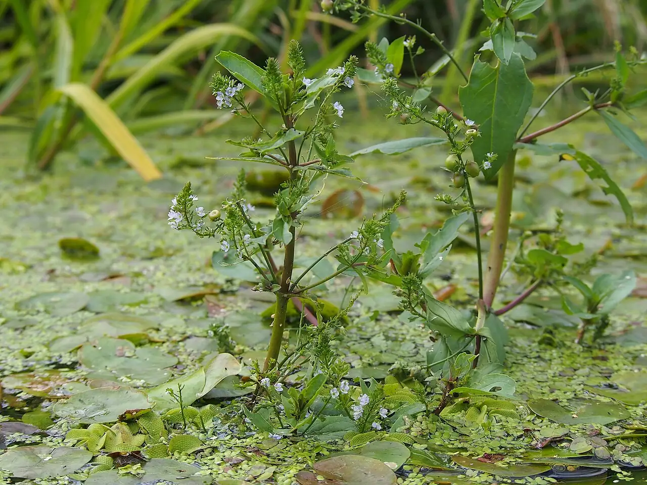 北水苦荬 (Veronica anagallis-aquatica) — 更多视角