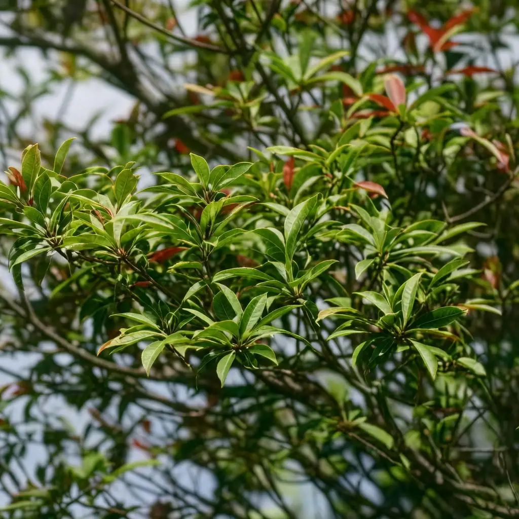 杜英 (Elaeocarpus decipiens) — 主图