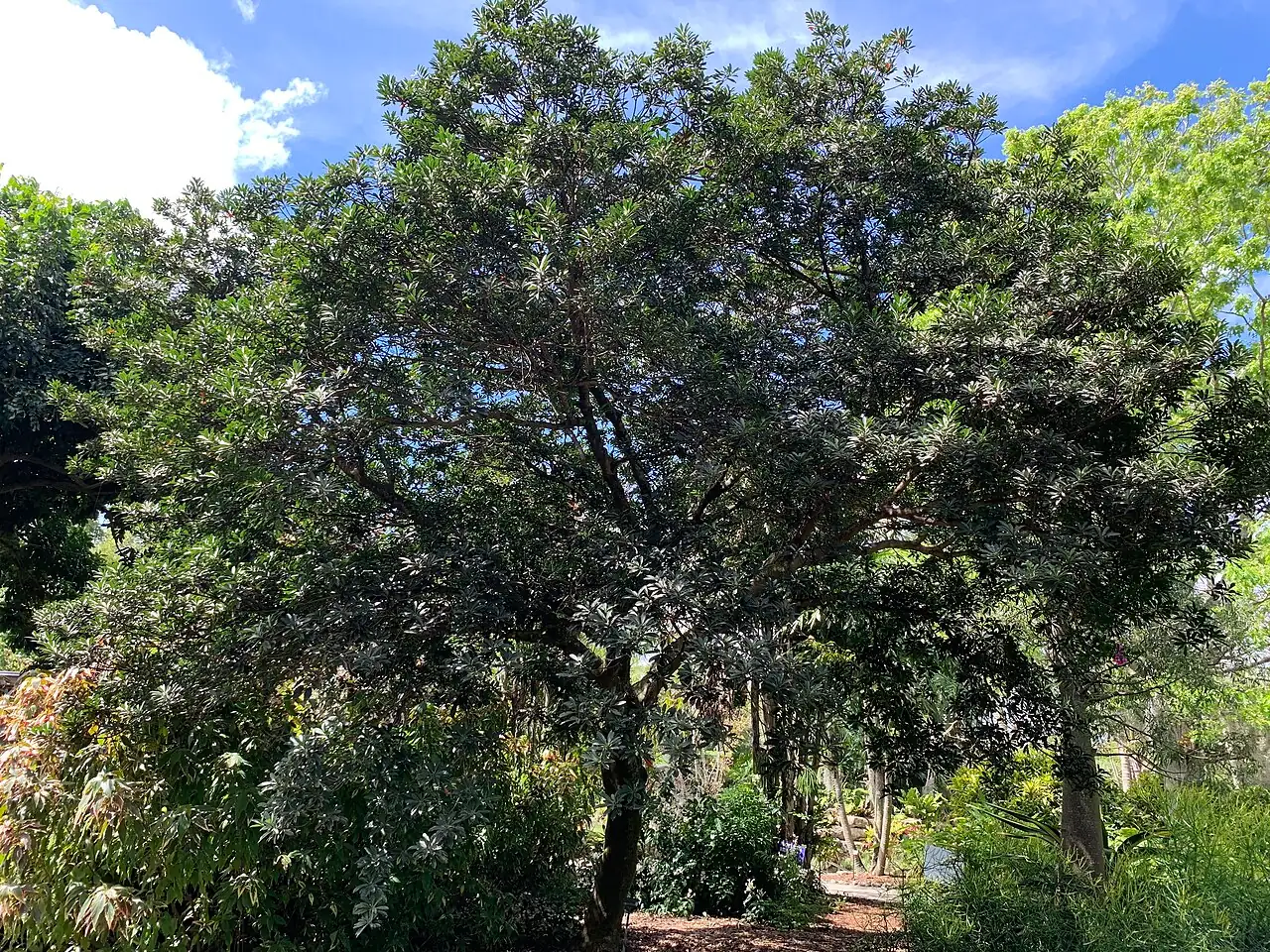 杜英 (Elaeocarpus decipiens) — 环境展示