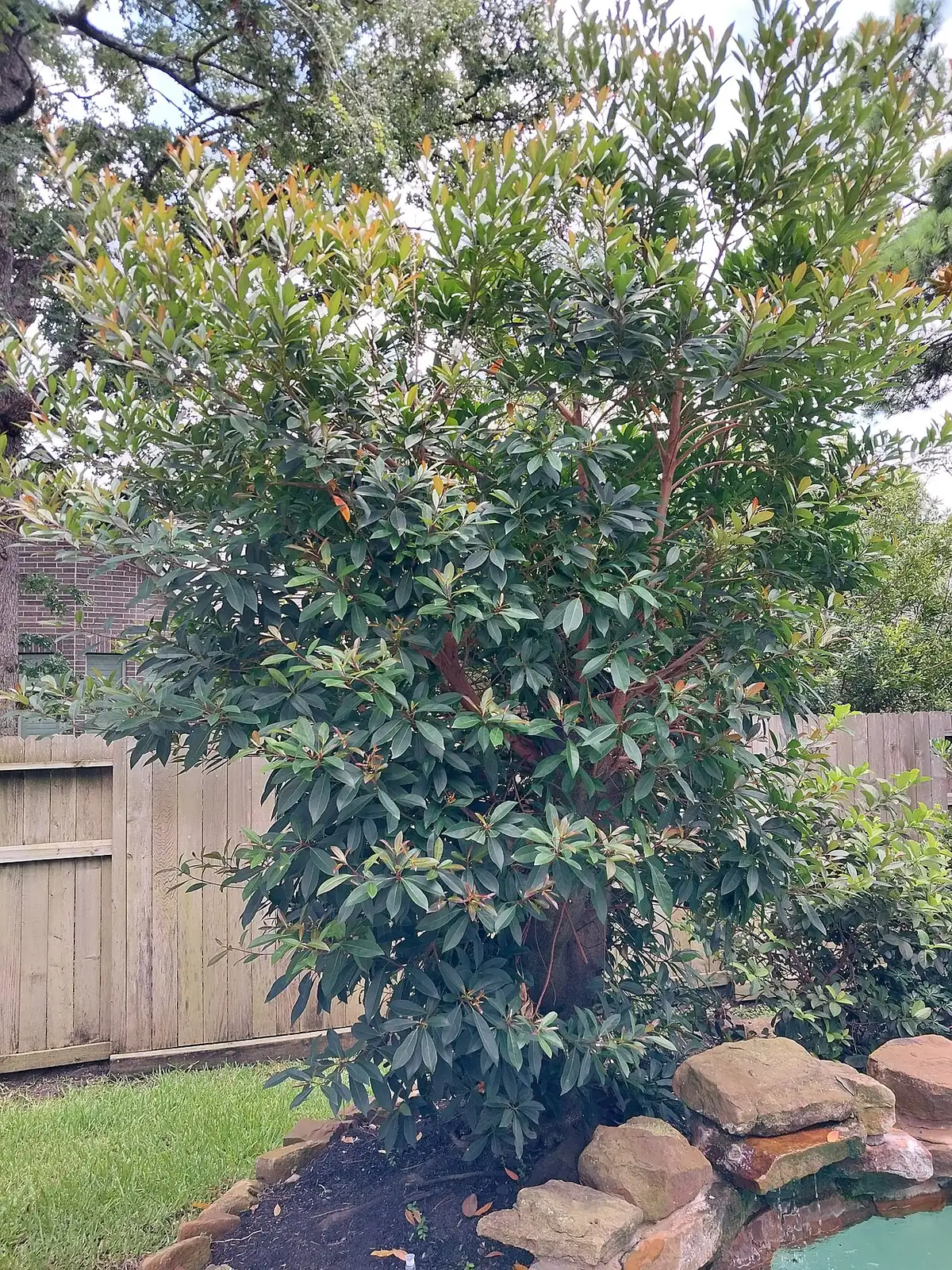 杜英 (Elaeocarpus decipiens) — 更多视角
