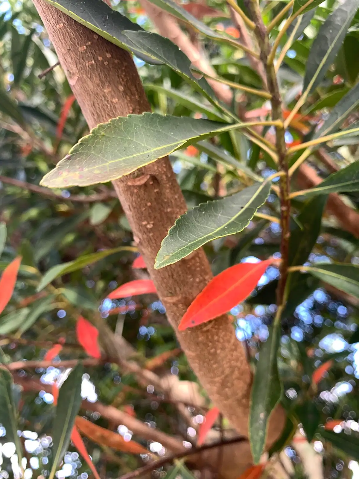 杜英 (Elaeocarpus decipiens) — 更多视角