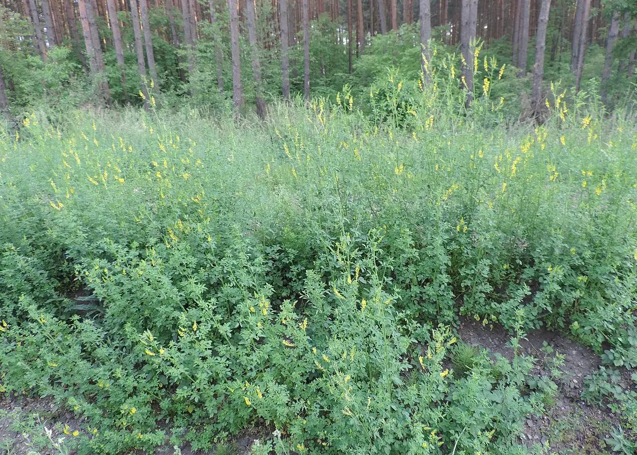 草木樨 (Melilotus officinalis) — 细节
