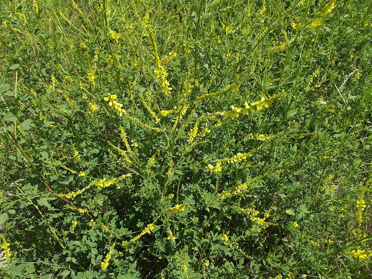 草木樨 (Melilotus officinalis) — 特写
