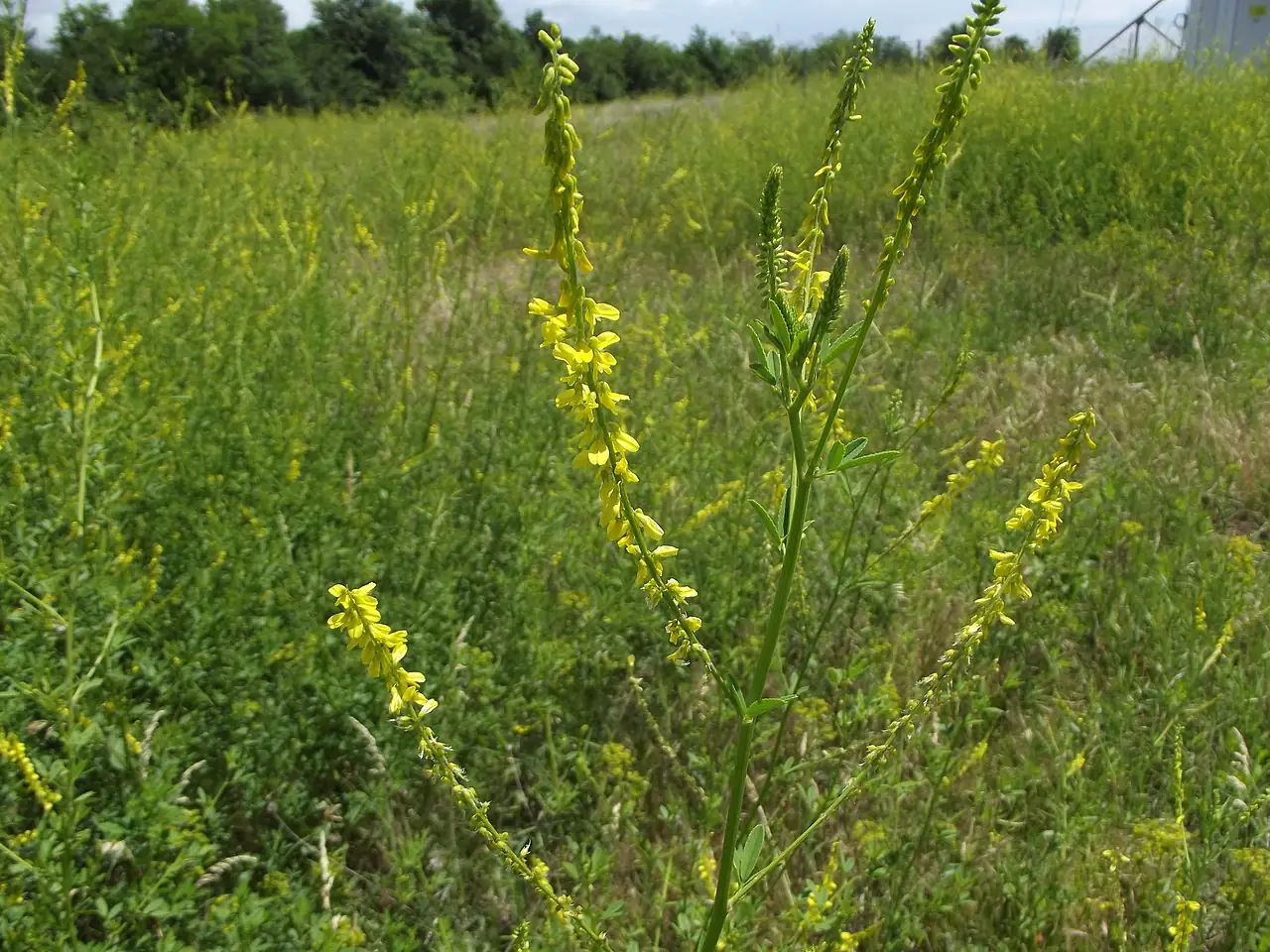 草木樨 (Melilotus officinalis) — 环境展示