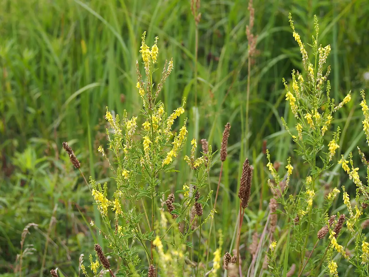 草木樨 (Melilotus officinalis) — 更多视角
