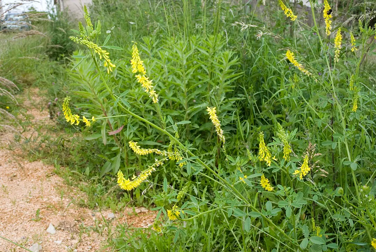 草木樨 (Melilotus officinalis) — 更多视角