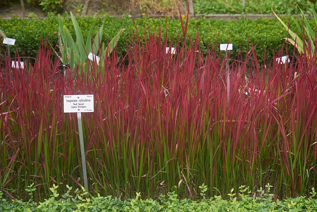 白茅 (Imperata cylindrica) — 环境展示