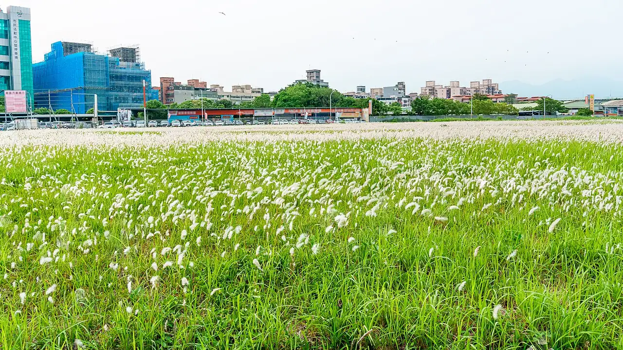 白茅 (Imperata cylindrica) — 更多视角