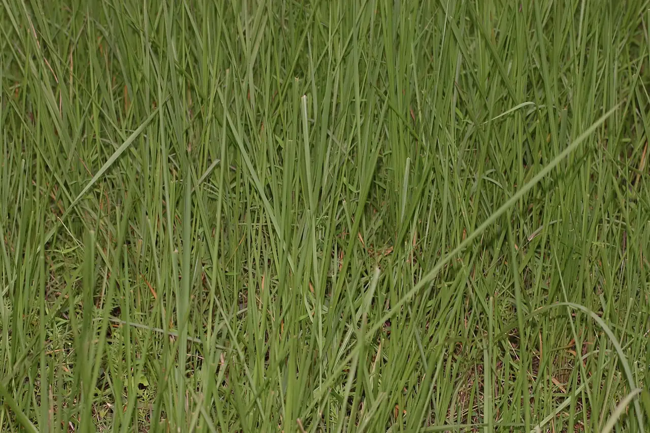 白茅 (Imperata cylindrica) — 更多视角