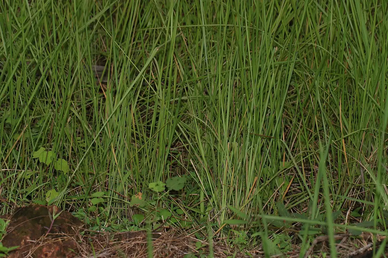白茅 (Imperata cylindrica) — 更多视角