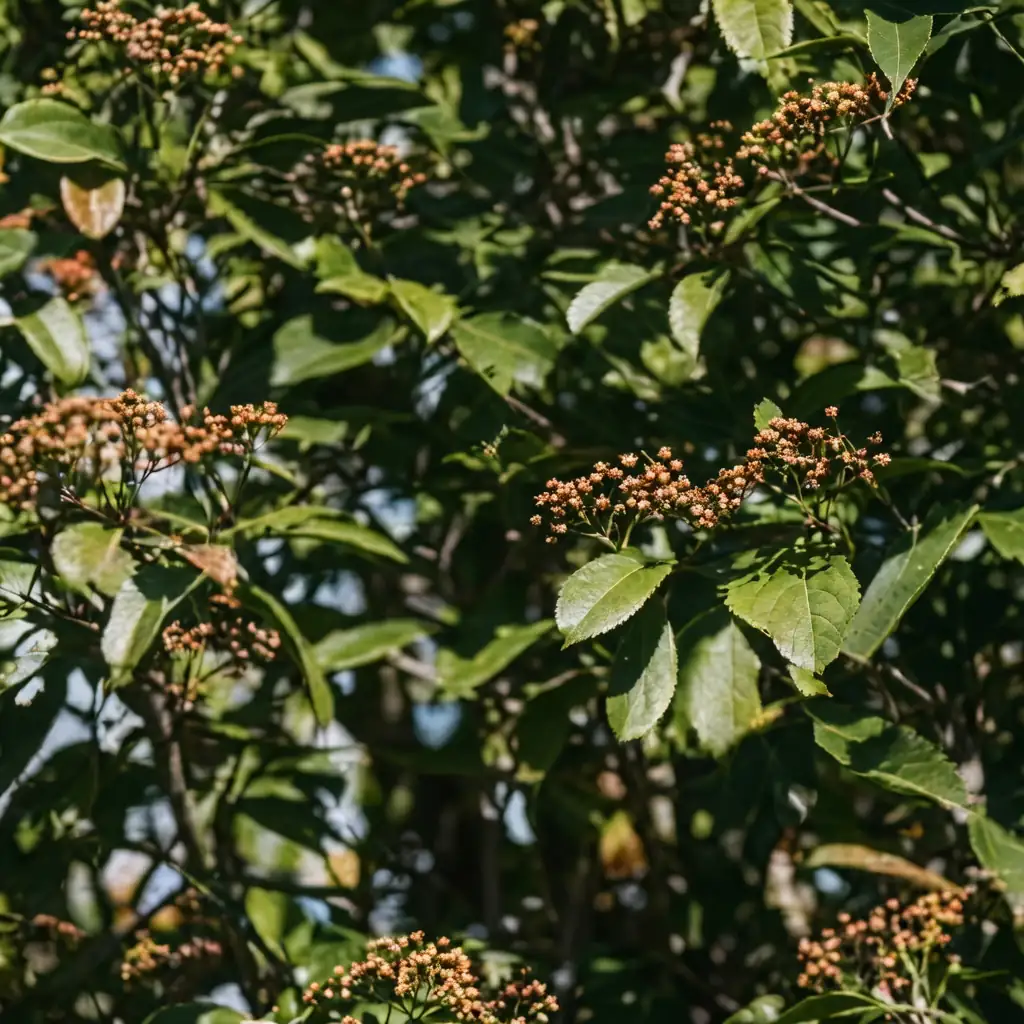 石楠 (Photinia serrulata) — 细节