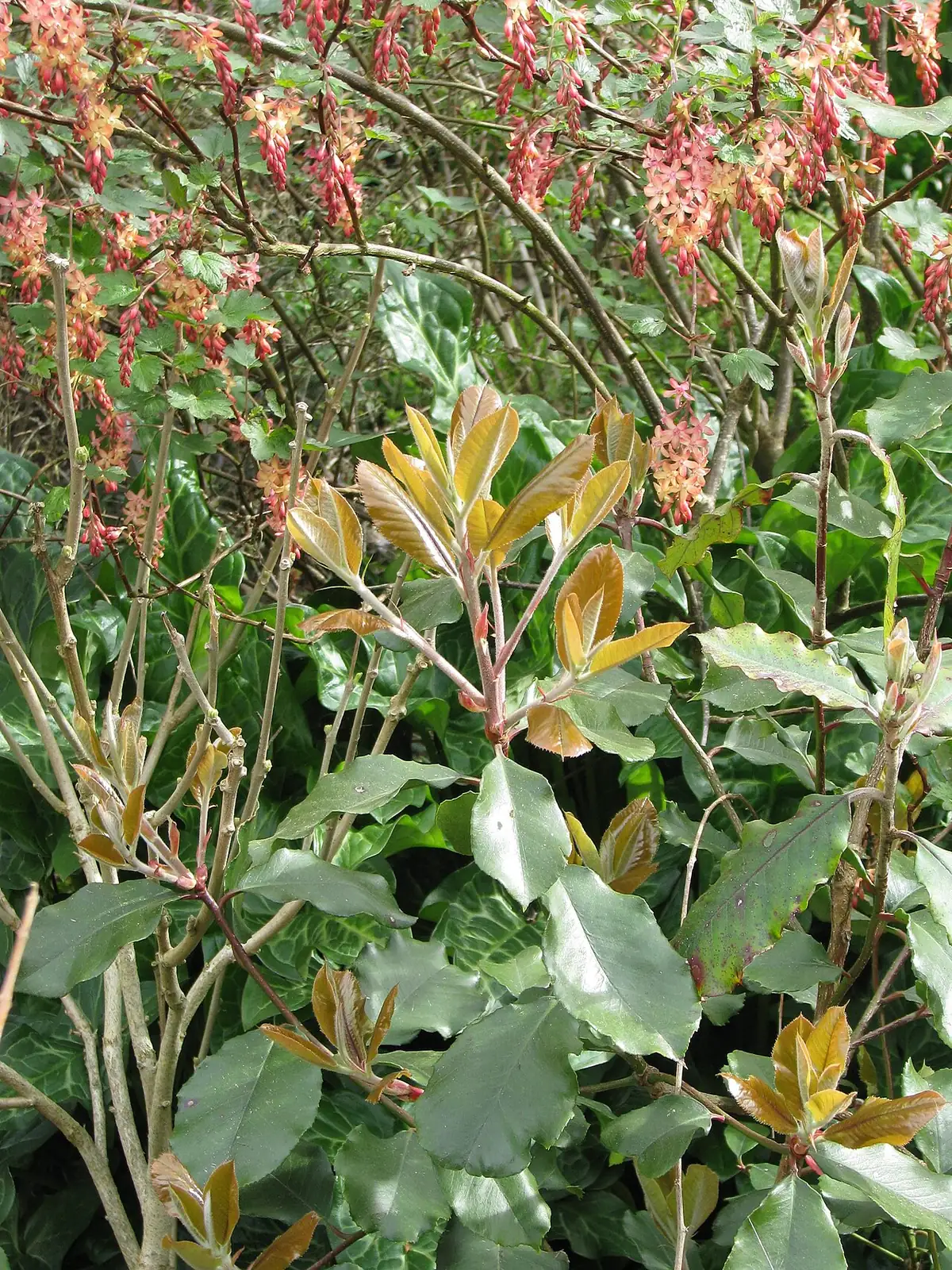石楠 (Photinia serrulata) — 更多视角