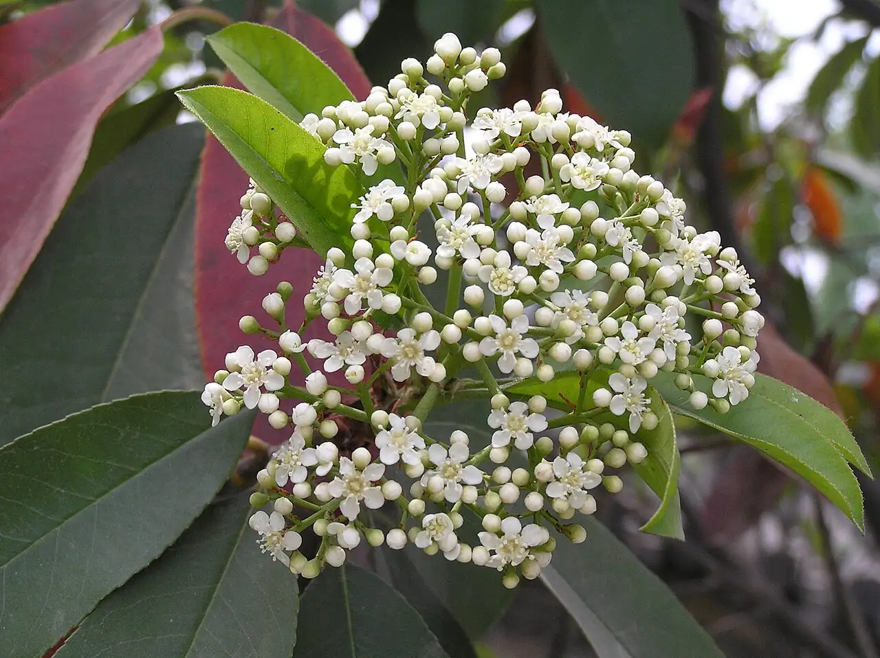石楠 (Photinia serrulata) — 特写
