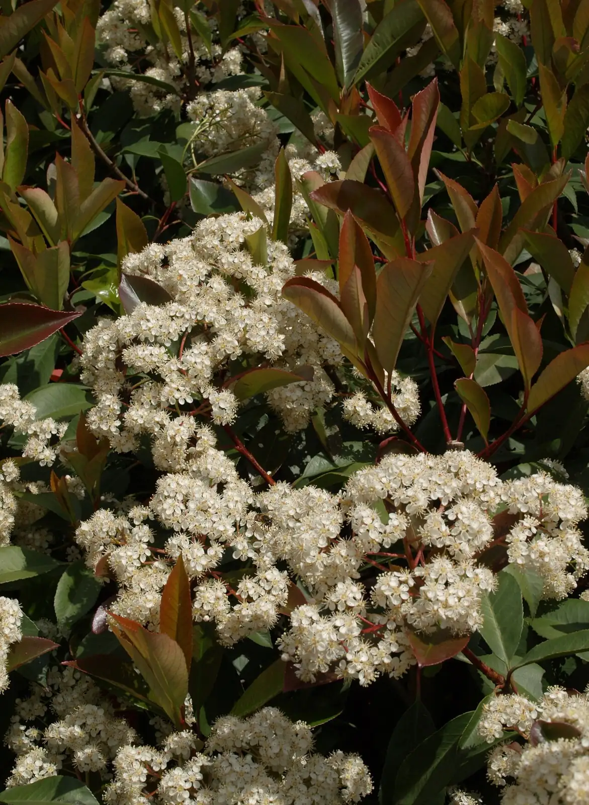 石楠 (Photinia serrulata) — 环境展示
