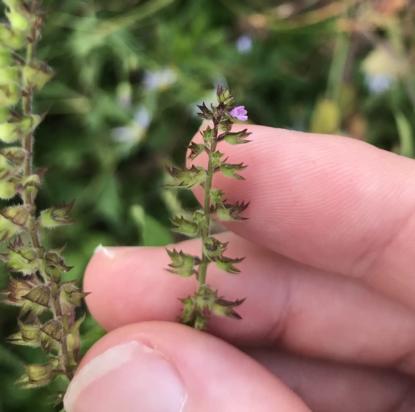 石荠芥 (Mosla scabra) — 环境展示