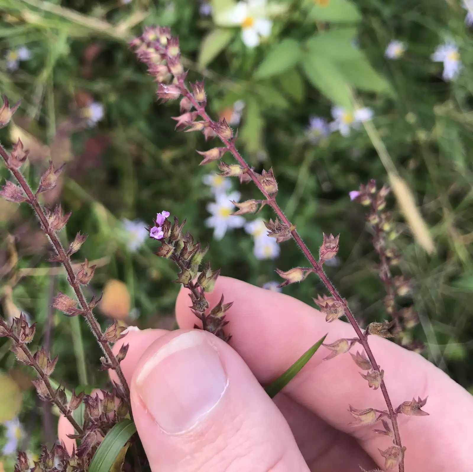 石荠芥 (Mosla scabra) — 更多视角