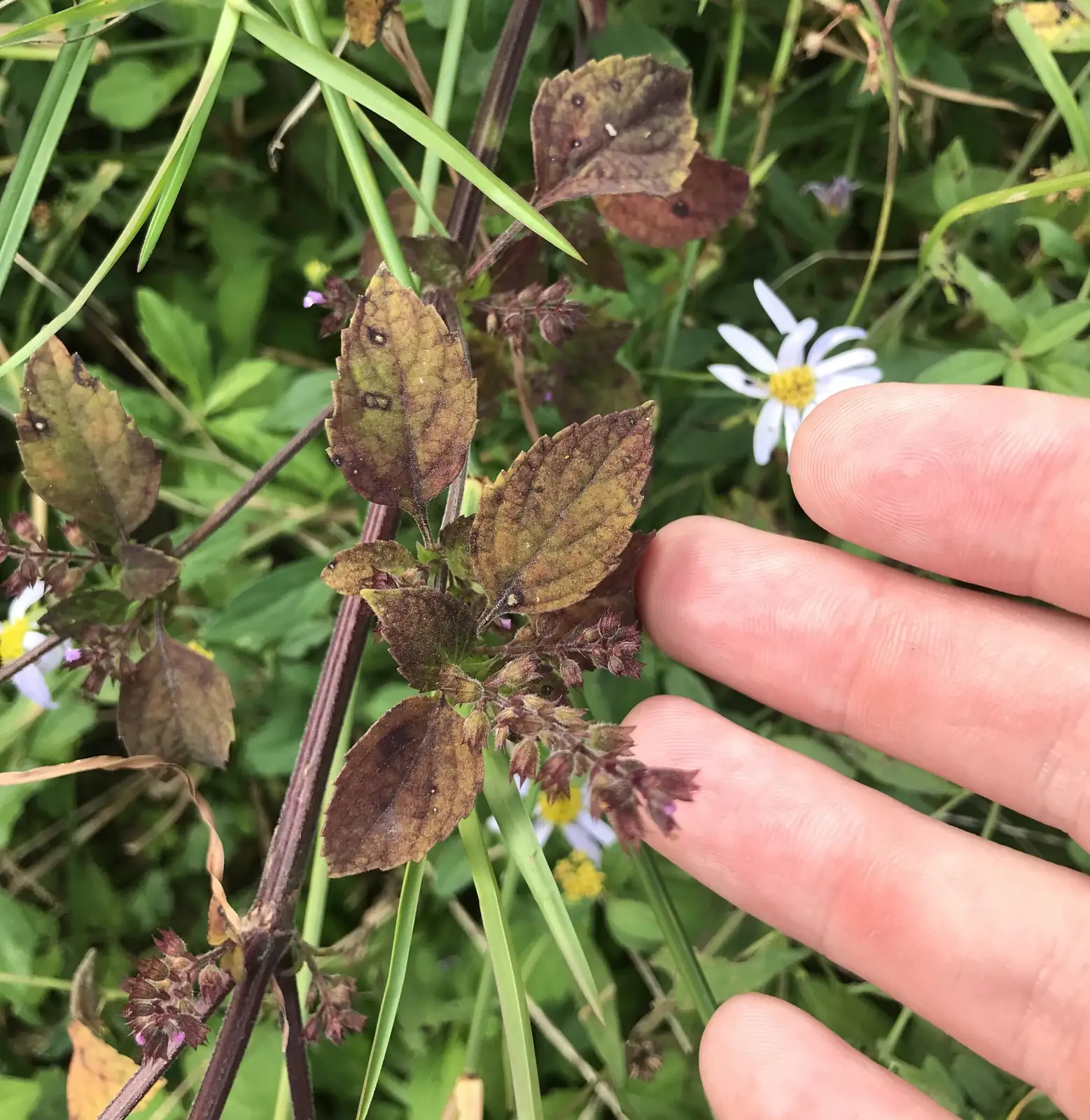 石荠芥 (Mosla scabra) — 主图