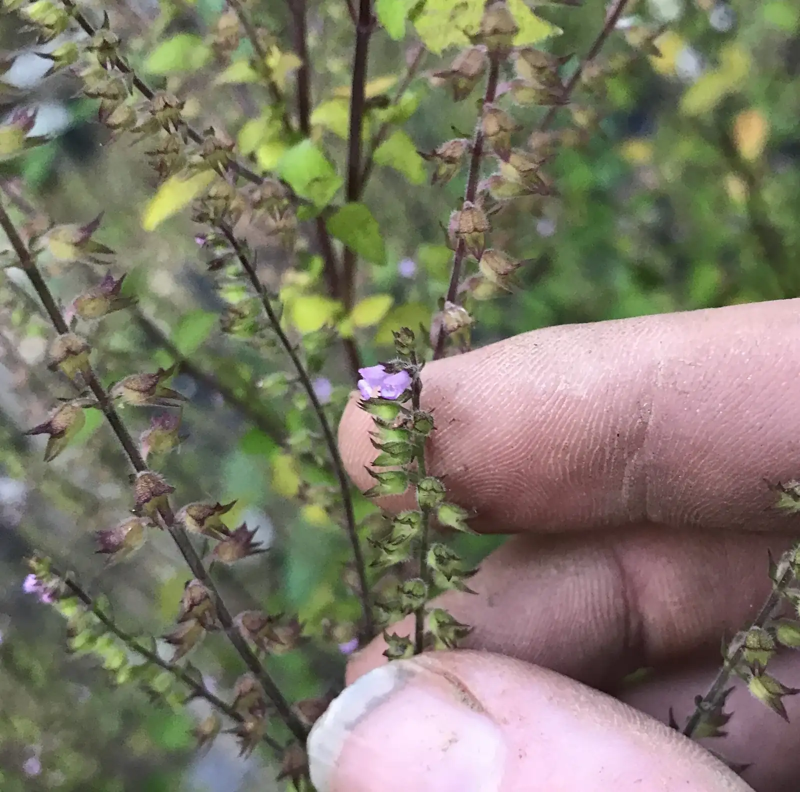 石荠芥 (Mosla scabra) — 更多视角