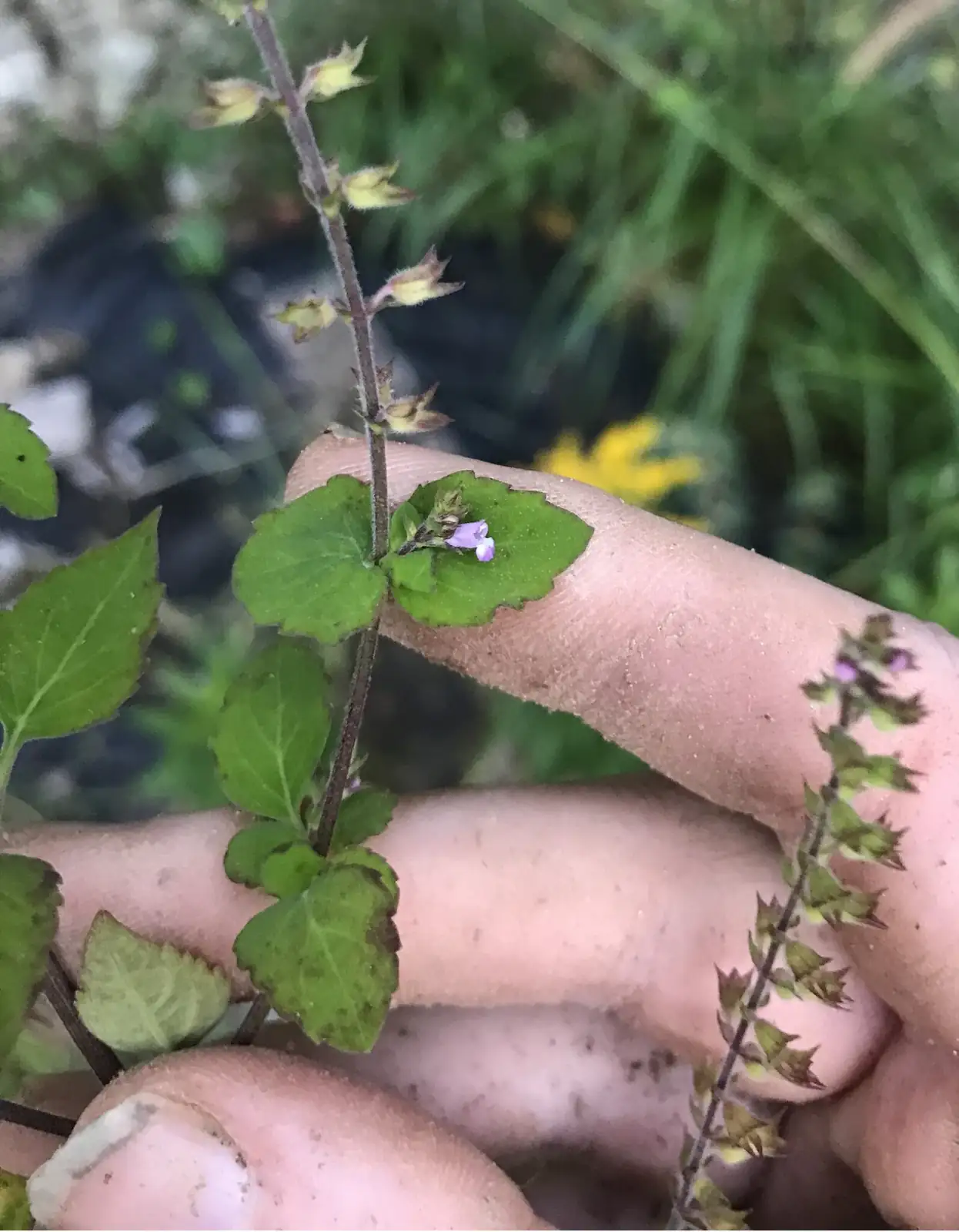 石荠芥 (Mosla scabra) — 更多视角