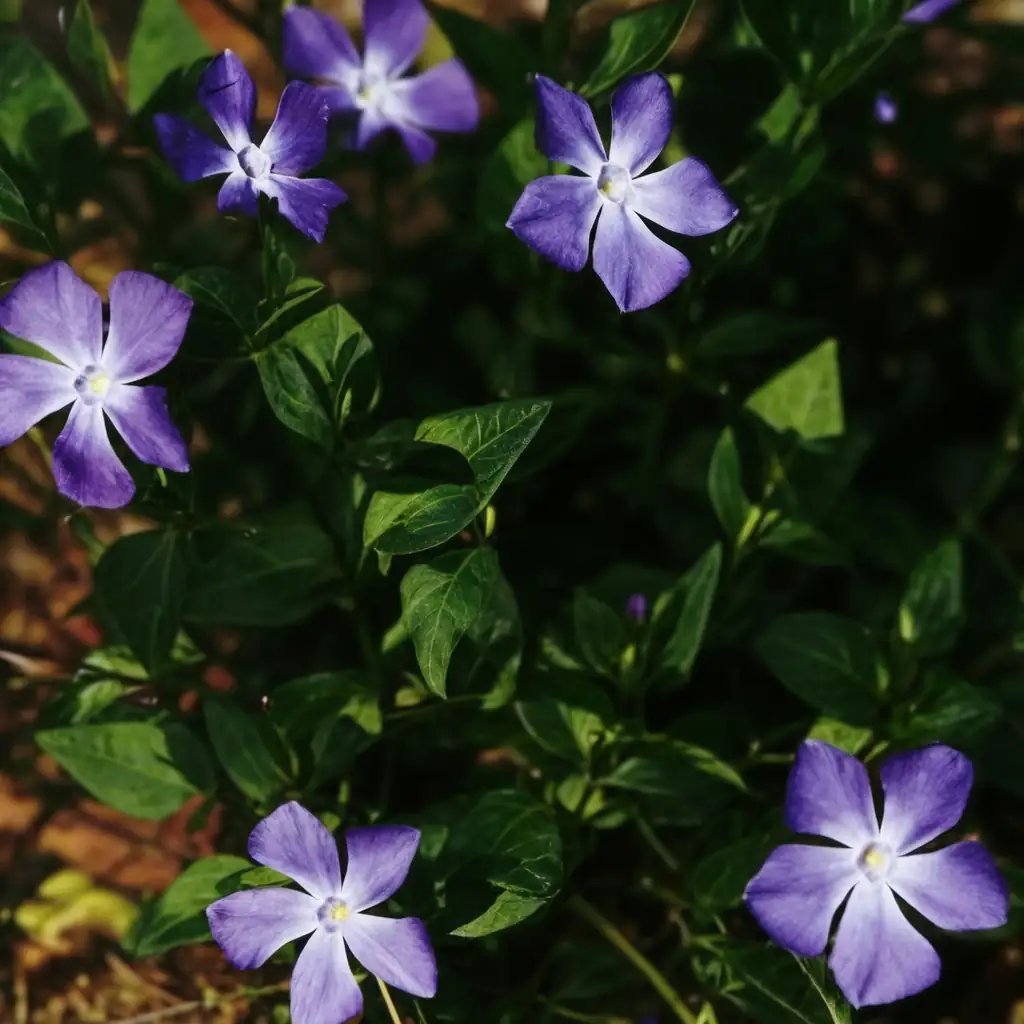 蔓长春花 (Vinca major) — 主图
