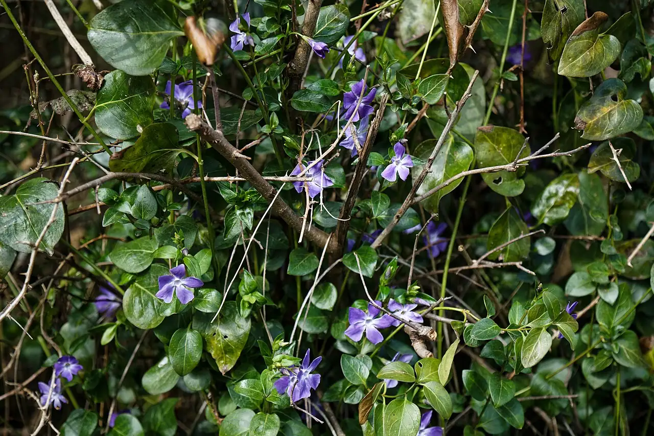 蔓长春花 (Vinca major) — 特写