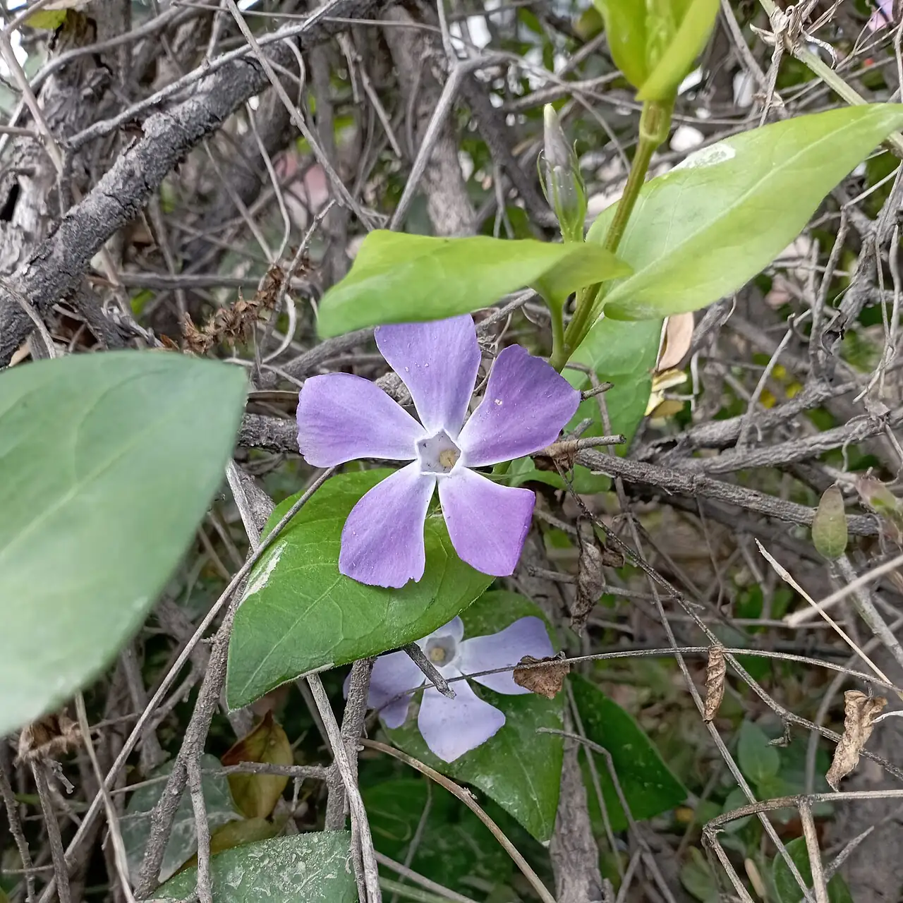 蔓长春花 (Vinca major) — 环境展示