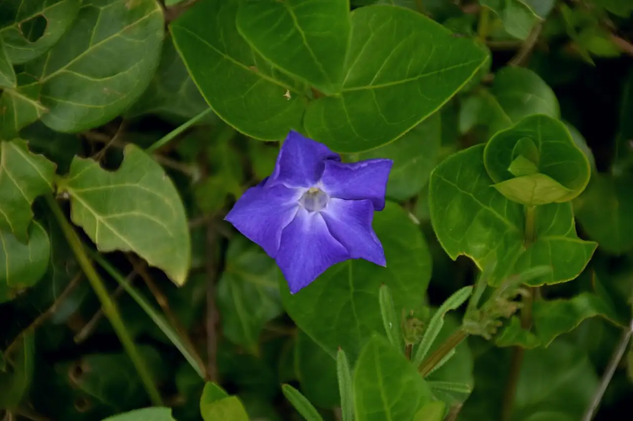 蔓长春花 (Vinca major) — 更多视角
