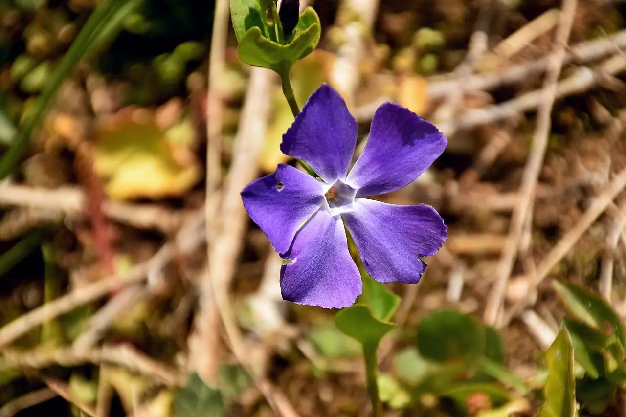蔓长春花 (Vinca major) — 更多视角