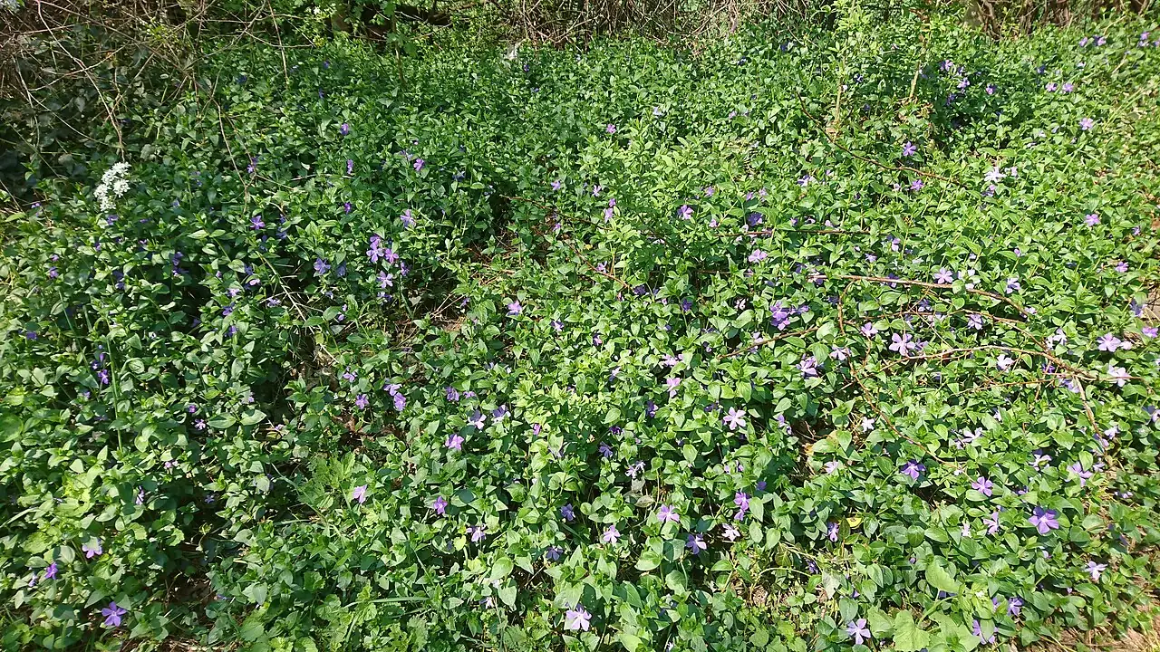 蔓长春花 (Vinca major) — 更多视角