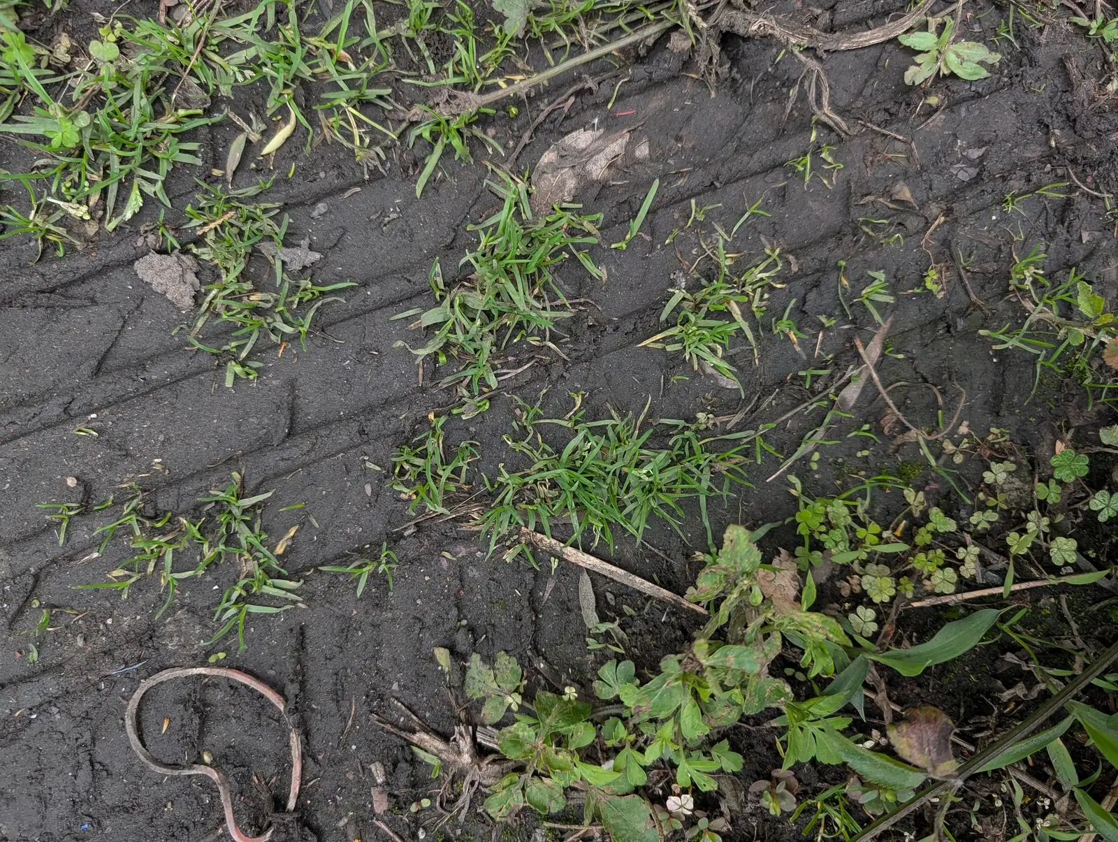 早熟禾 (Poa annua) — 更多视角