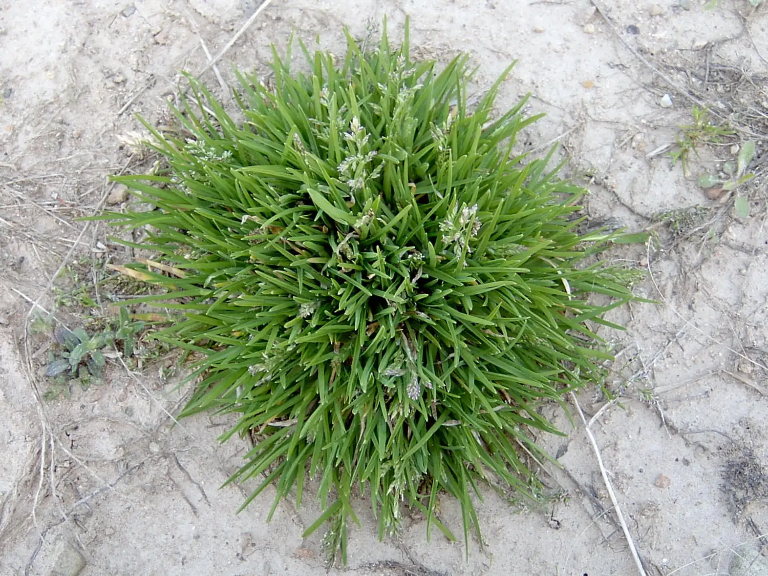 早熟禾 (Poa annua) — 特写