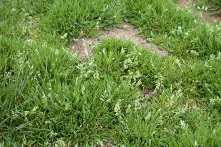 早熟禾 (Poa annua) — 环境展示