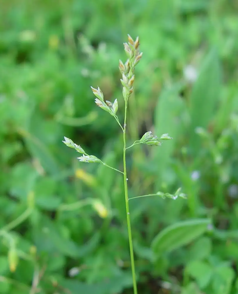 早熟禾 (Poa annua) — 更多视角