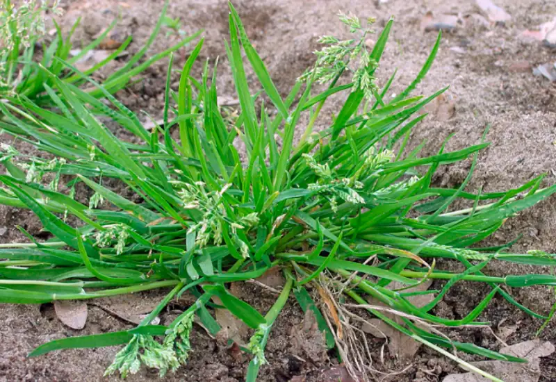 早熟禾 (Poa annua) — 更多视角