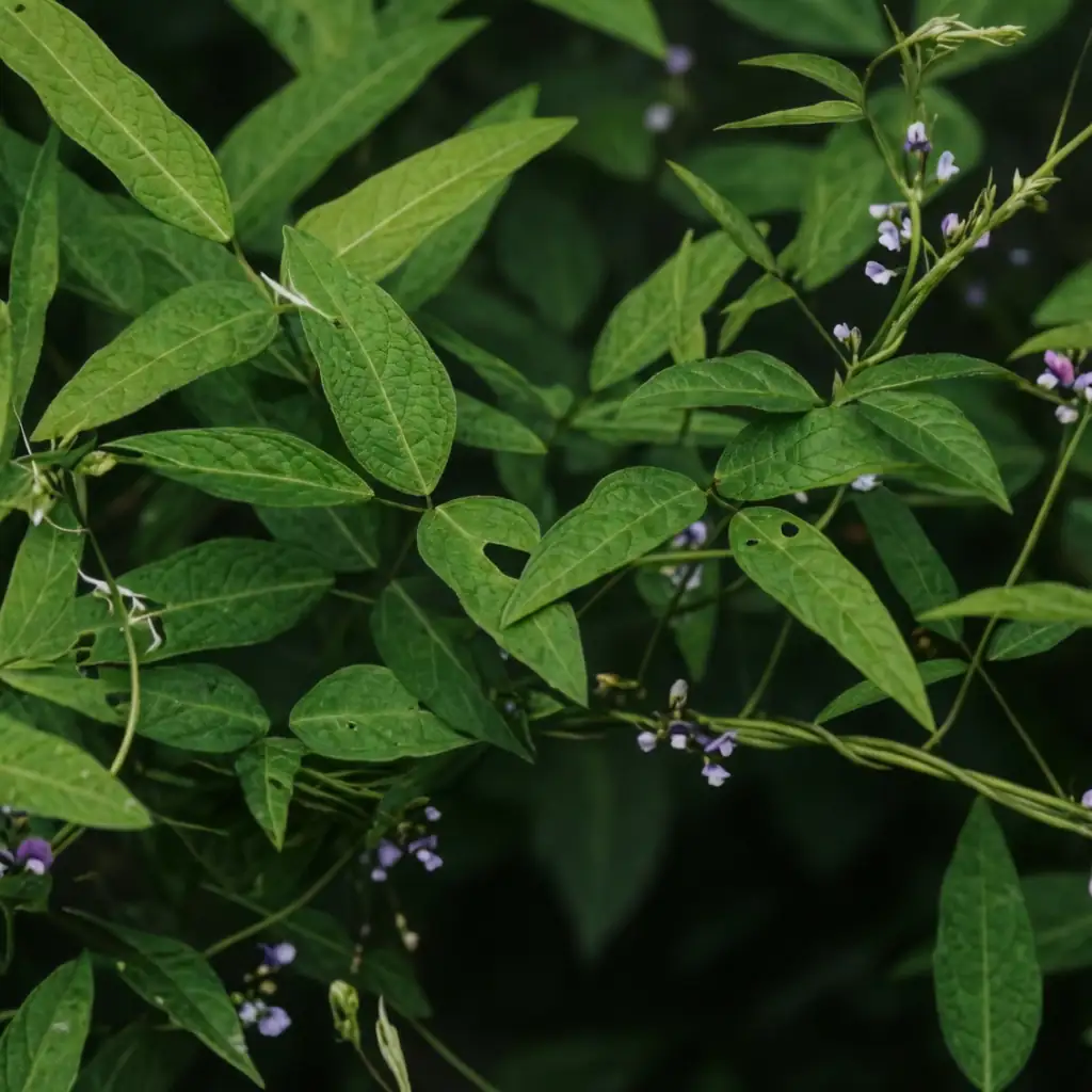 野大豆 (Glycine soja) — 环境展示