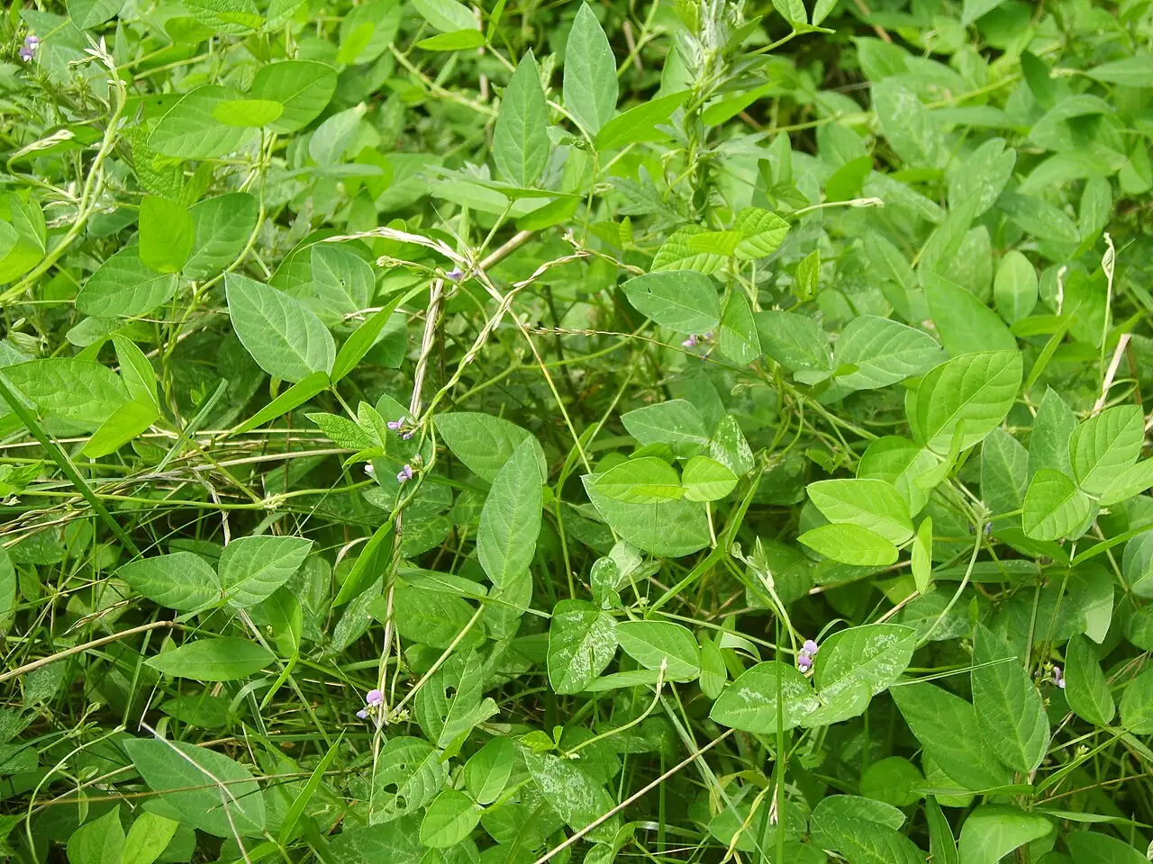 野大豆 (Glycine soja) — 更多视角