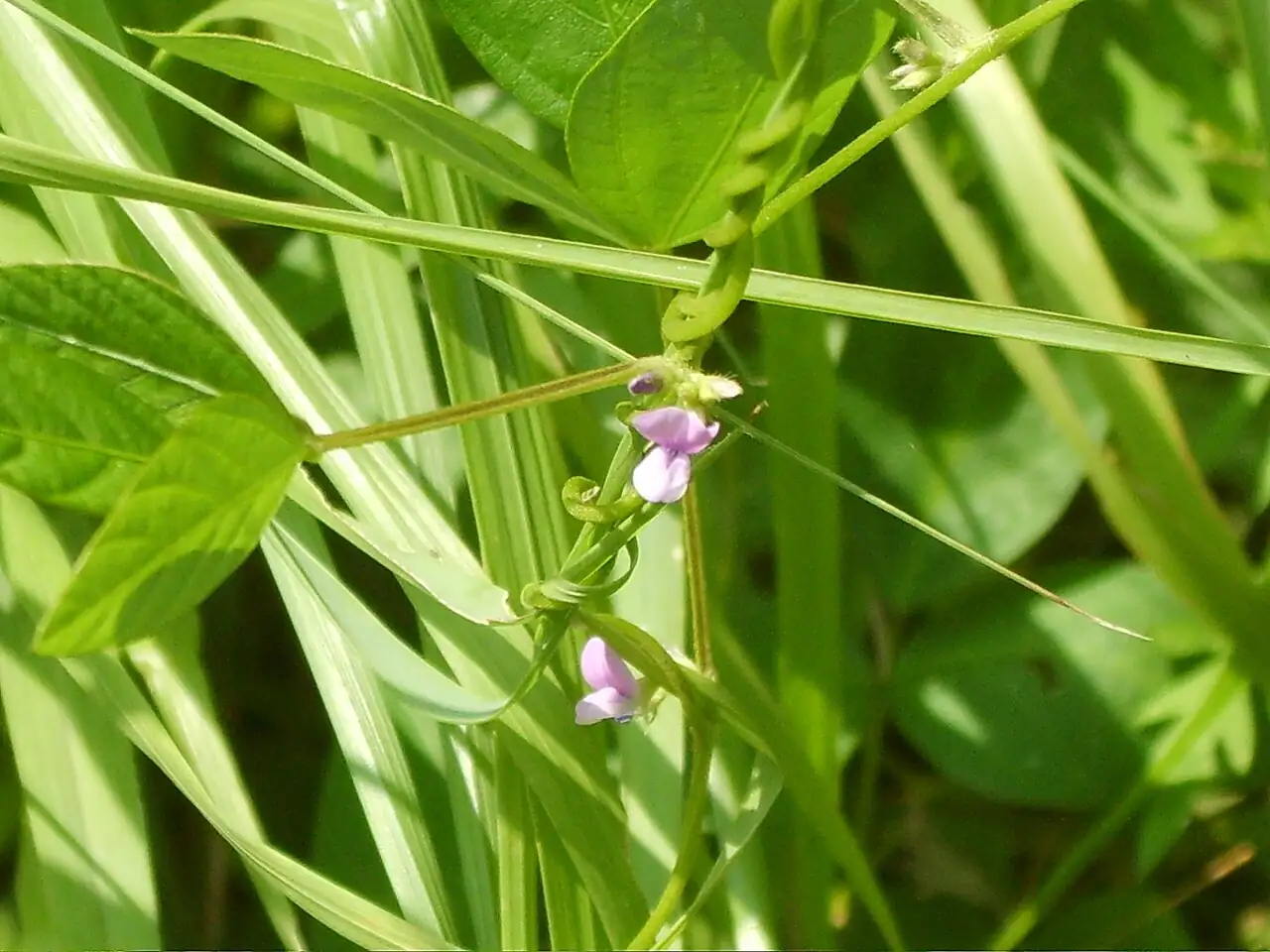 野大豆 (Glycine soja) — 更多视角