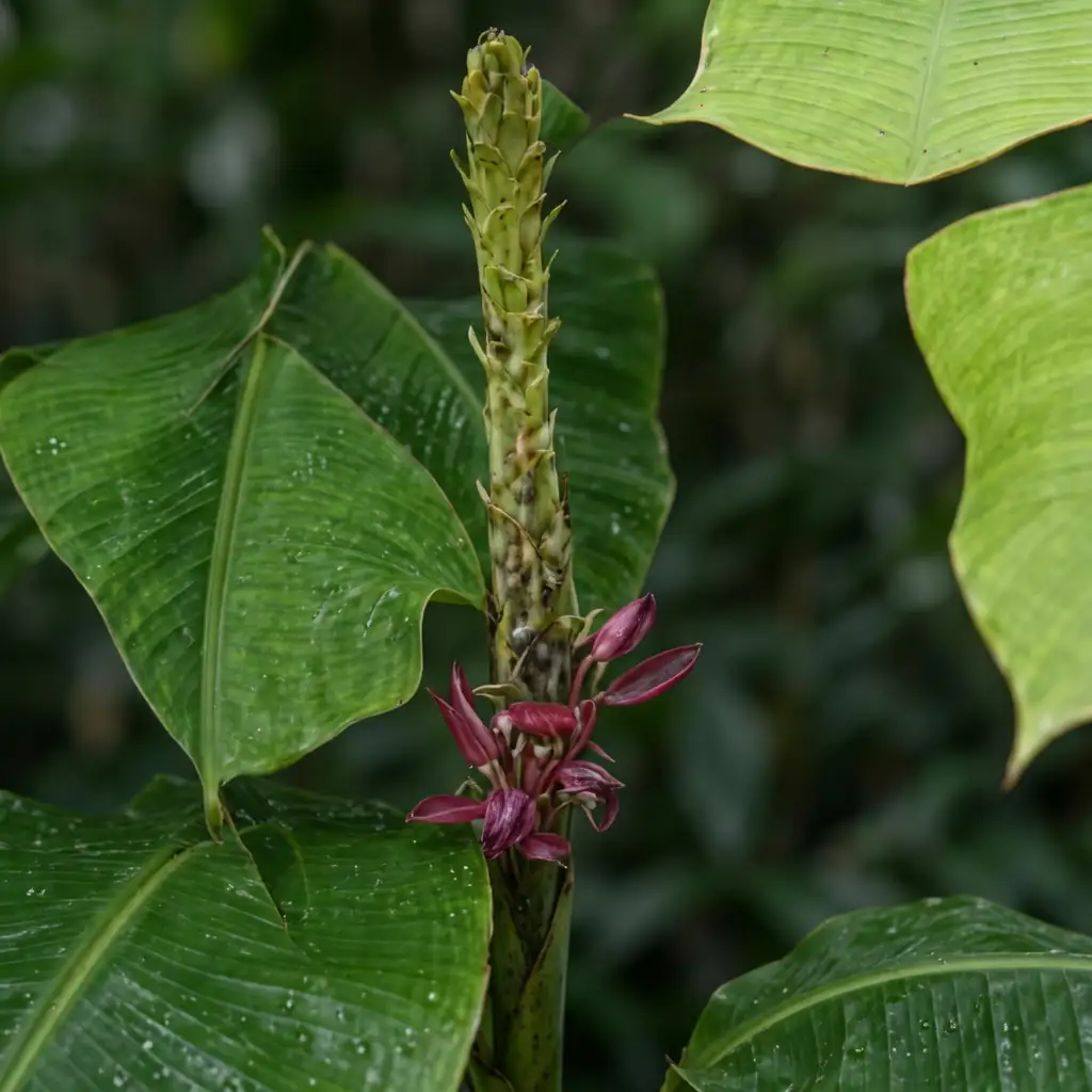 葛 (Pueraria lobata) — 主图