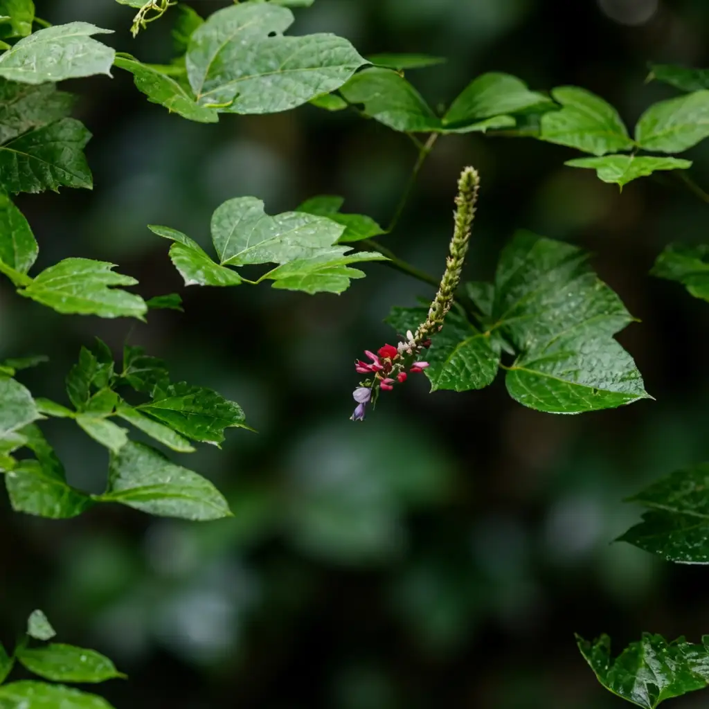 葛 (Pueraria lobata) — 特写