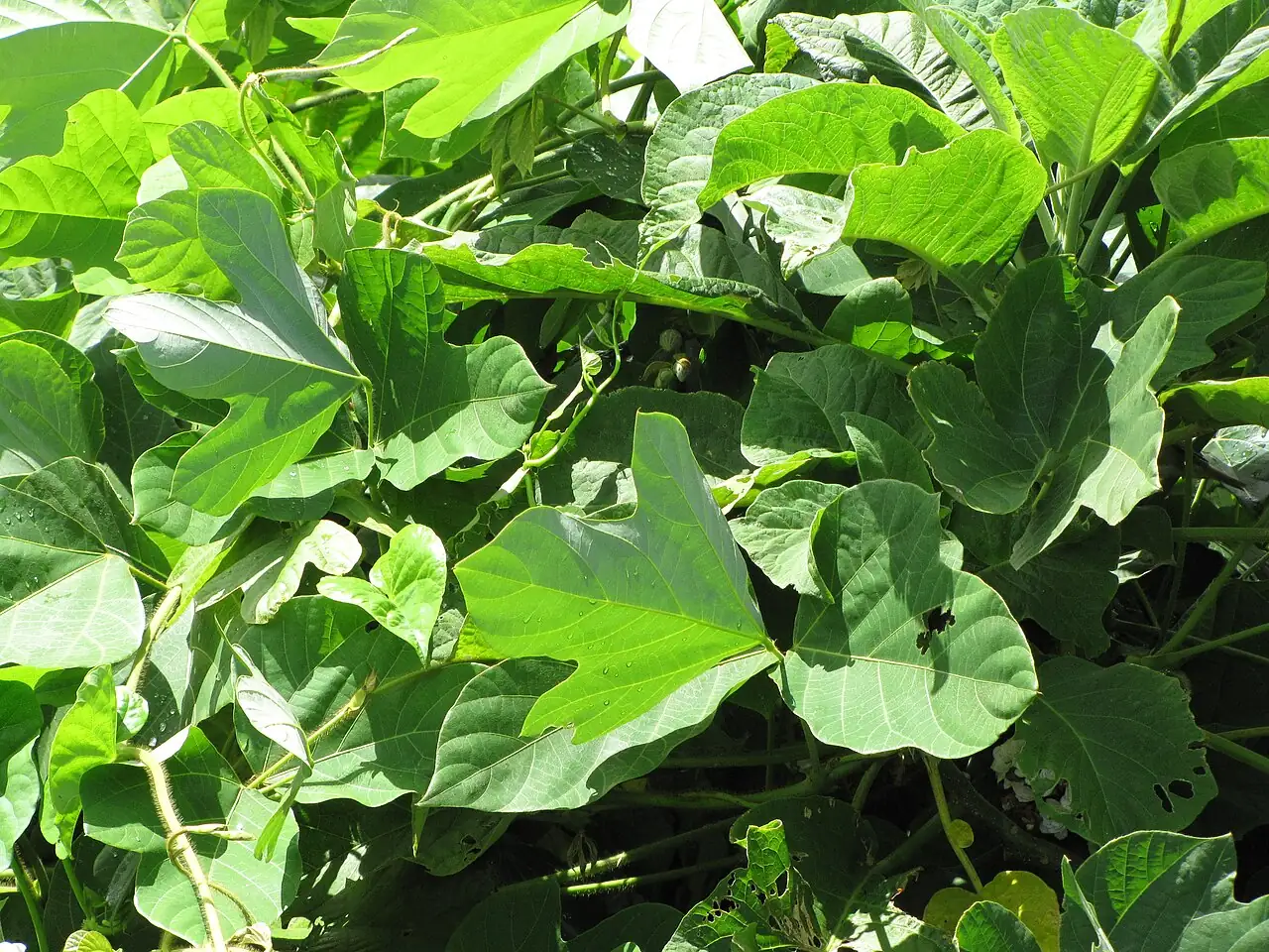 葛 (Pueraria lobata) — 更多视角