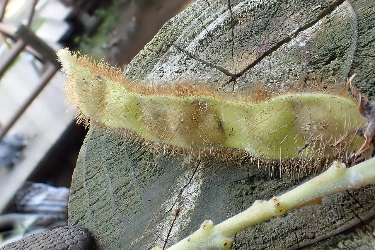 葛 (Pueraria lobata) — 更多视角