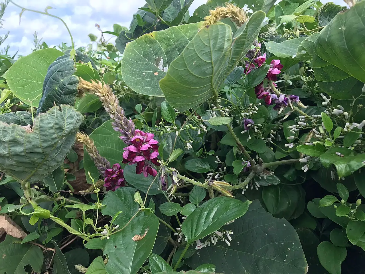 葛 (Pueraria lobata) — 更多视角